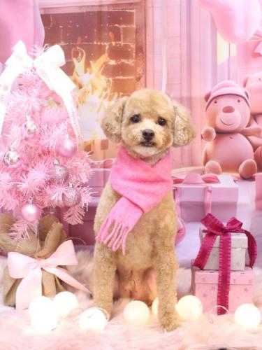 20241204おでんくん